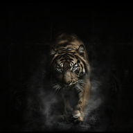 browntigerz
