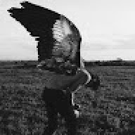 ZAncesStraL