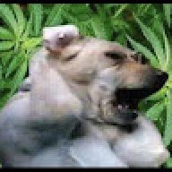 undertaler