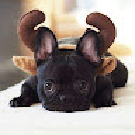 Bulldog