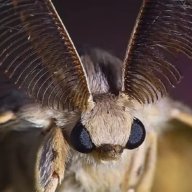 AsherTheMoth