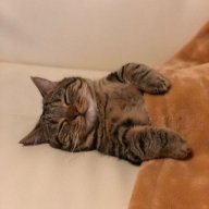RemiRemi