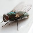 The14thfly