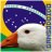 wackygoose