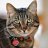 The_CatMaster