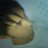 adarsh nor