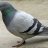 pigeonboy52766