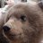 Cute_Russian_Bear