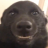 dad_d