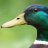 SuperDuck