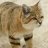 agent_catcat