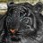 Black-Tigress