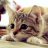 wilcat