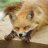 fox680x0