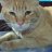 OrangeCat