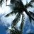 palmbreezes