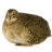 Steamquail