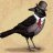 MrCrow_The_Bird