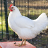 Chickenguy2