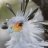 CobaltMN