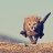 anakkucing2030