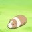 Crisso