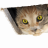 Bodhei