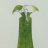 Clementia