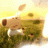Ignis_Phoenix