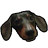 Andy_Bear