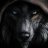 -Scylla-
