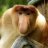 proboscis2