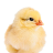 El_Pollo