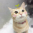 PlasticCatto