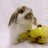 Dango1980
