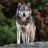 ClaudiWolf2056