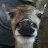 todley_fartknocker
