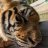 teo_65705