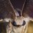 AsherTheMoth