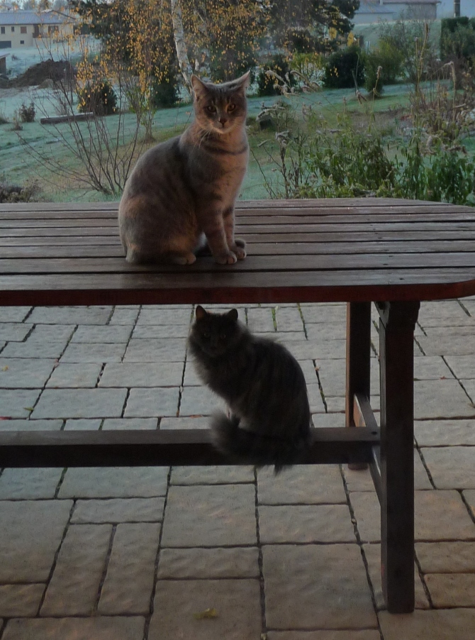 tablecat.jpg