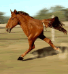 photo-294841.gif